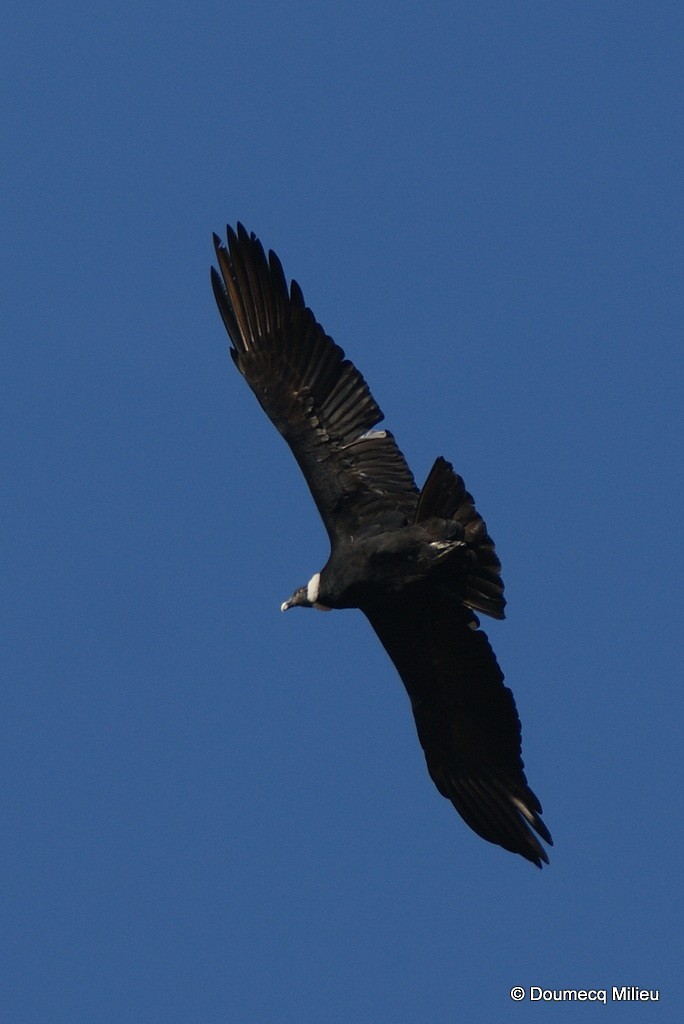 Andean Condor - Ricardo  Doumecq Milieu