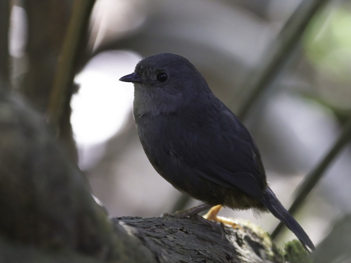 Brasilia Tapaculo - ML602389371
