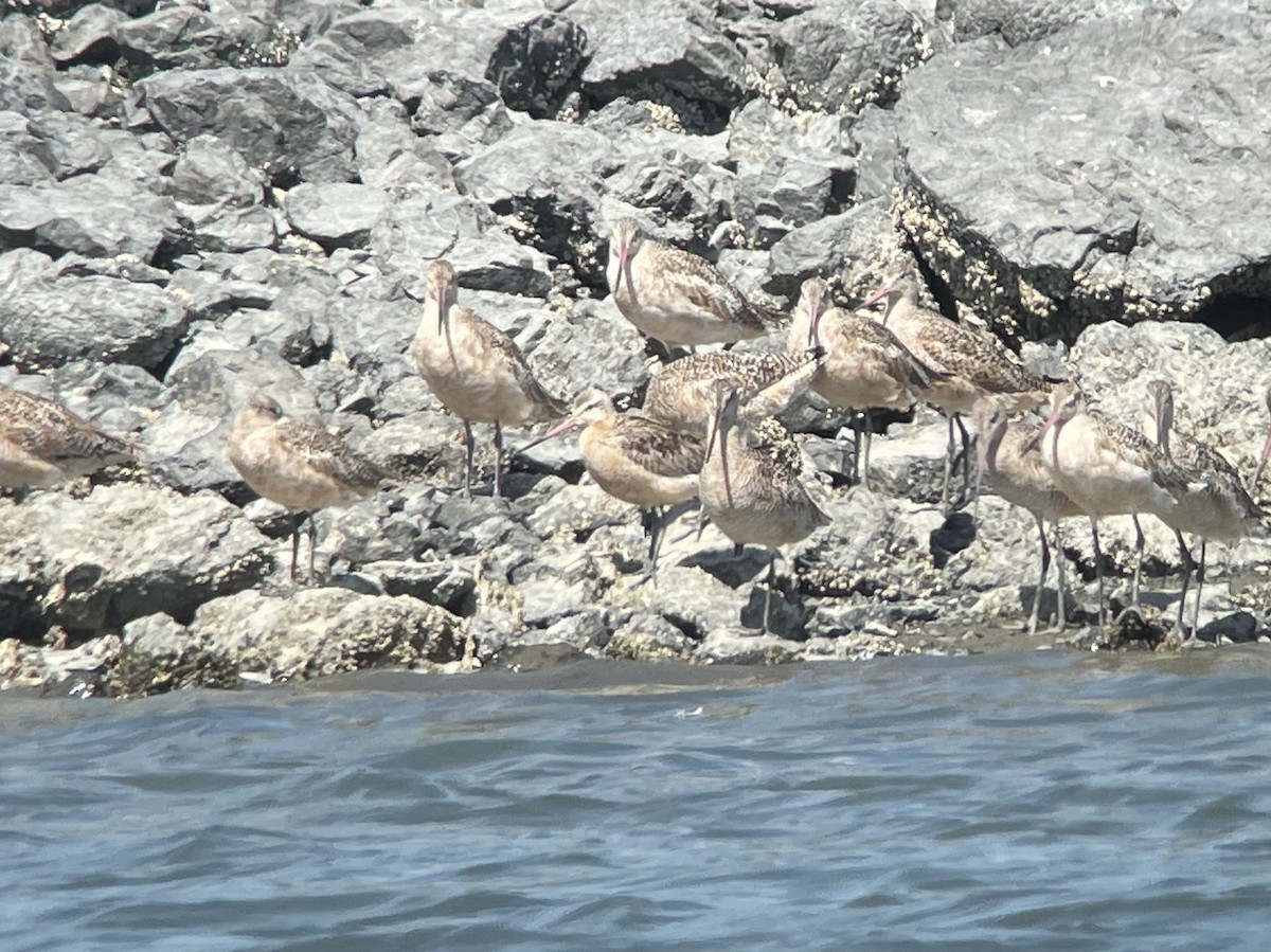 EBird Checklist 8 Aug 2023 Tokeland Marina 17 Species 2 Other