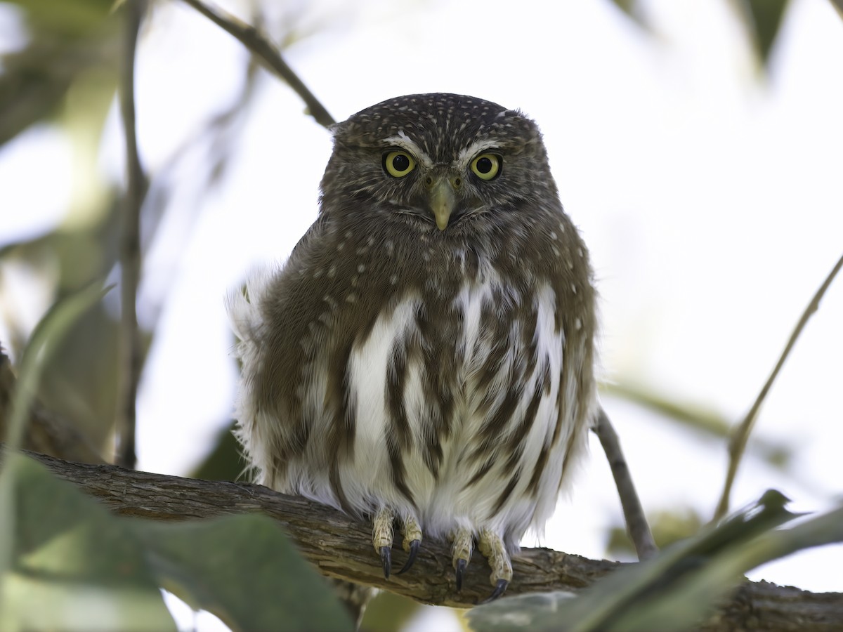 Ferruginous Pygmy-Owl - ML602392201