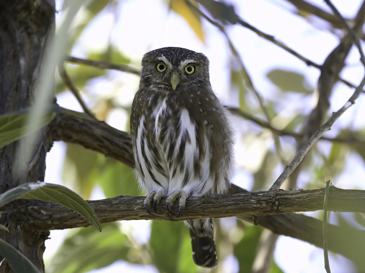 Ferruginous Pygmy-Owl - ML602392211