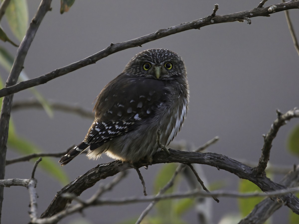 Ferruginous Pygmy-Owl - ML602392511
