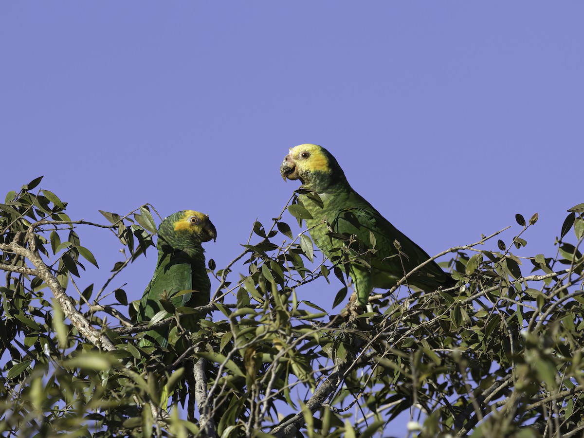 Yellow-faced Parrot - ML602392831
