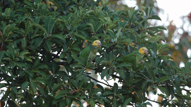 Yellow-faced Parrot - ML602392851