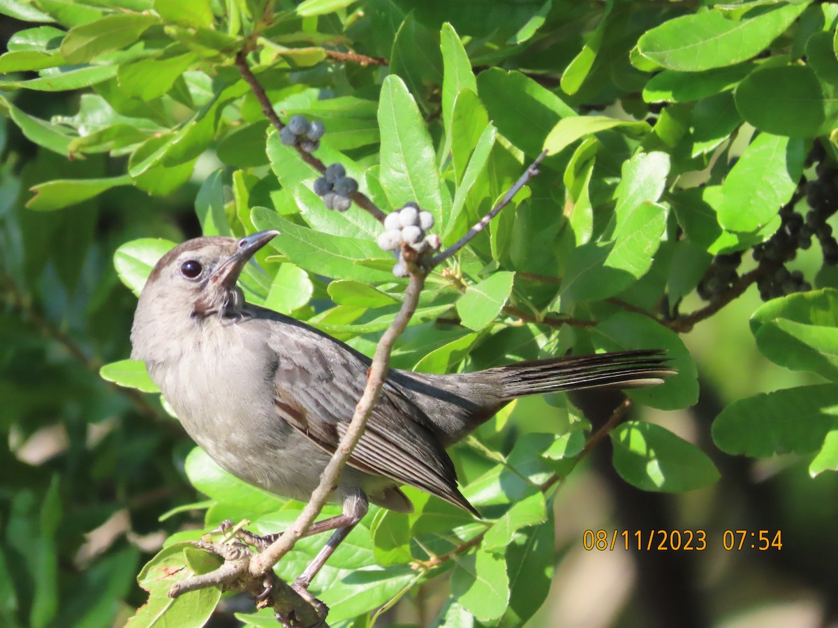 Gray Catbird - kathy hart