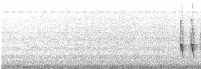 Chocó-Strichelameisenschlüpfer - ML602395551