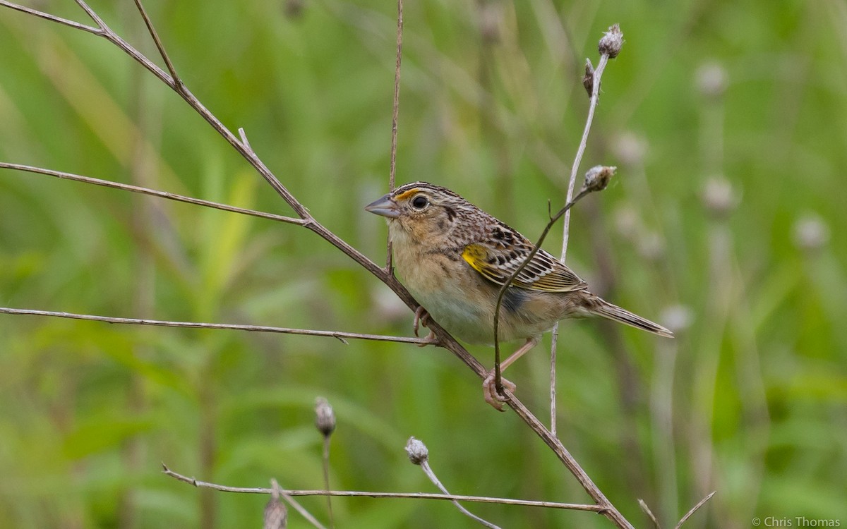 Grasshopper Sparrow - ML60239621