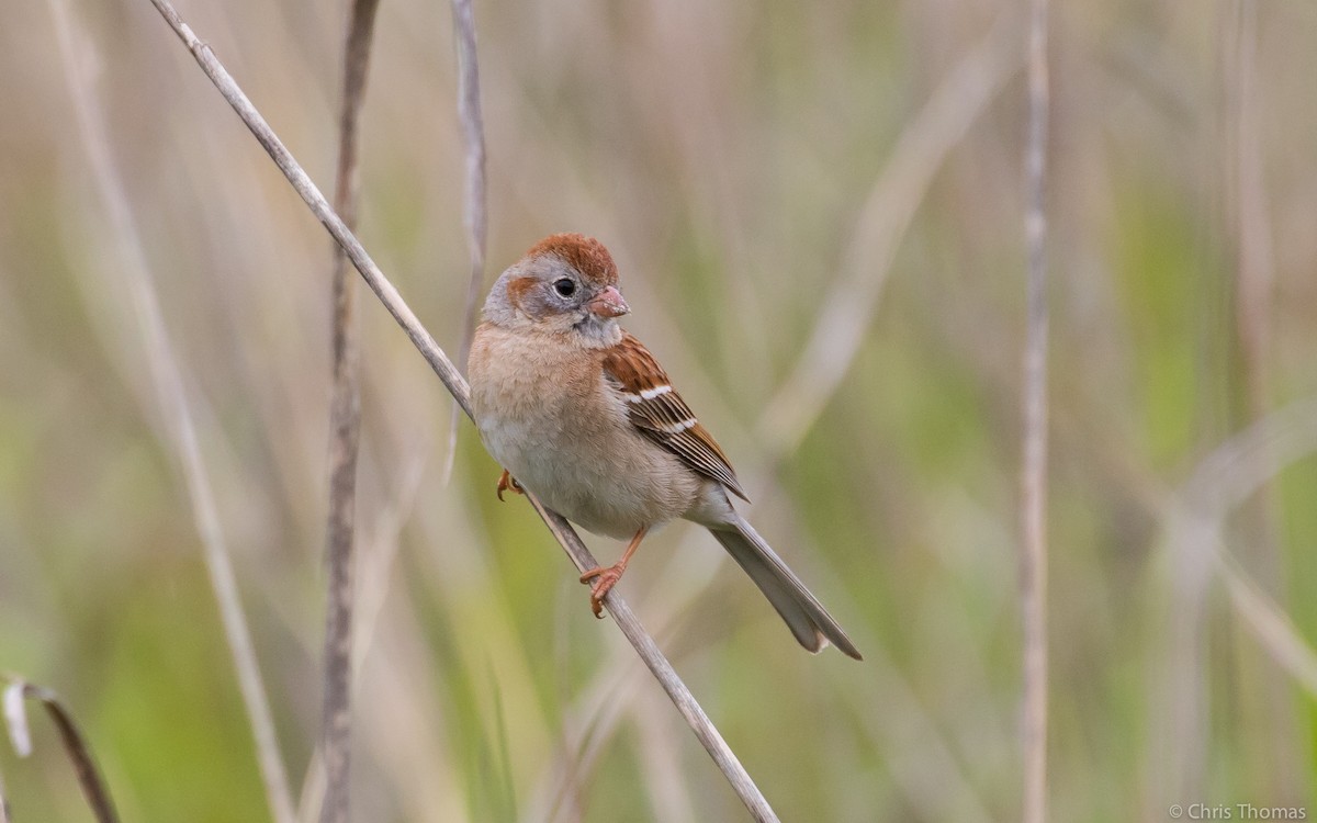 Field Sparrow - Chris Thomas