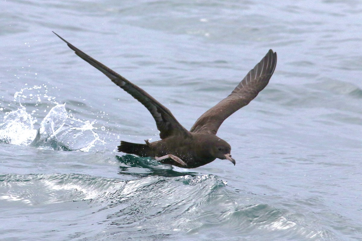 Flesh-footed Shearwater - ML602398301