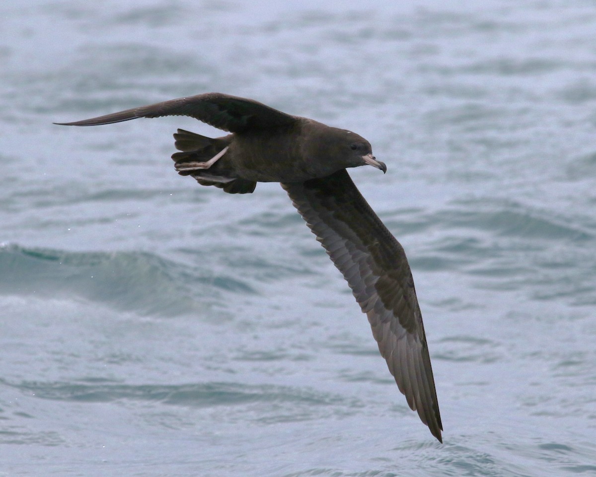 Flesh-footed Shearwater - ML602398341