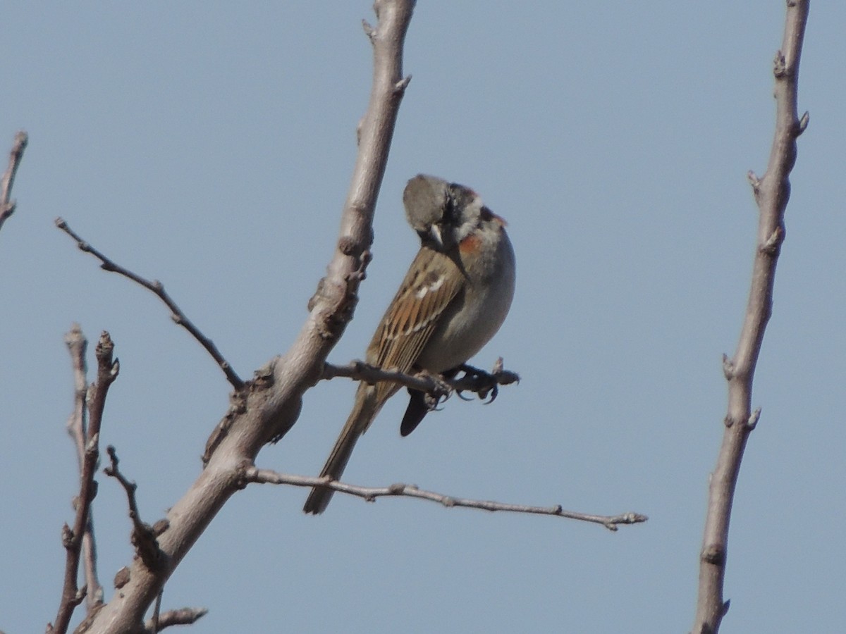 Rufous-collared Sparrow (Patagonian) - ML602399551