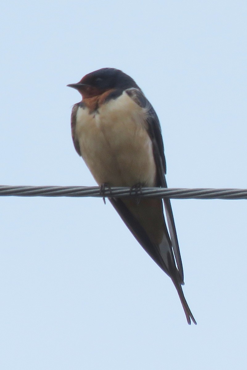 Barn Swallow - ML60240461