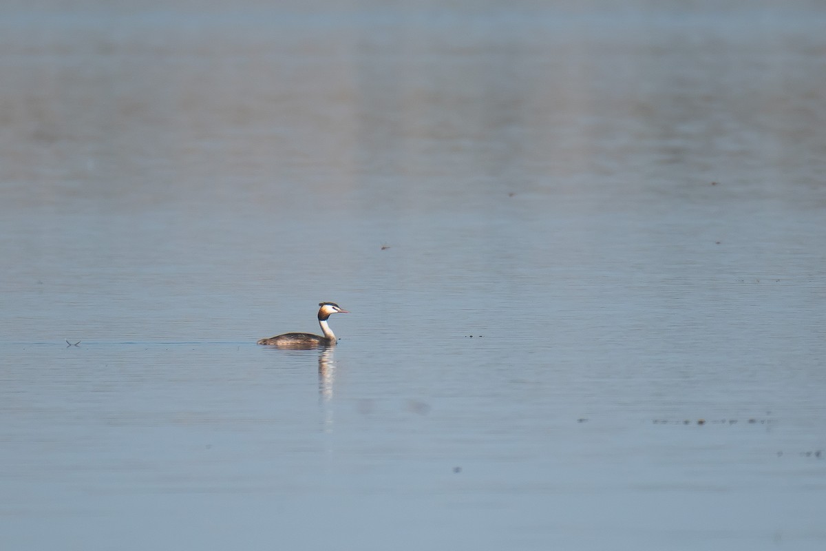Great Crested Grebe - ML602409631