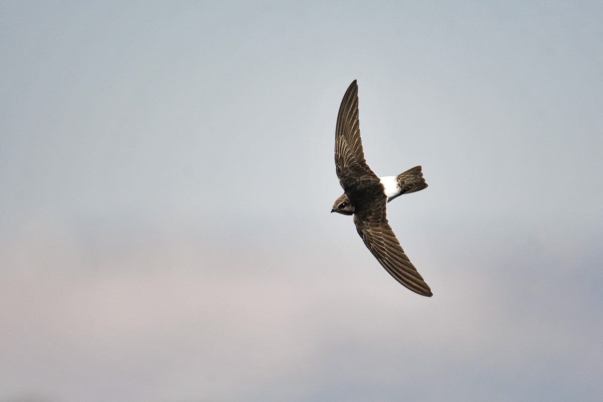 Little Swift - ML602410371