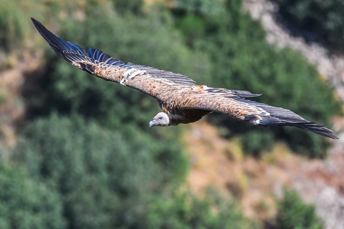 Eurasian Griffon - ML602410501