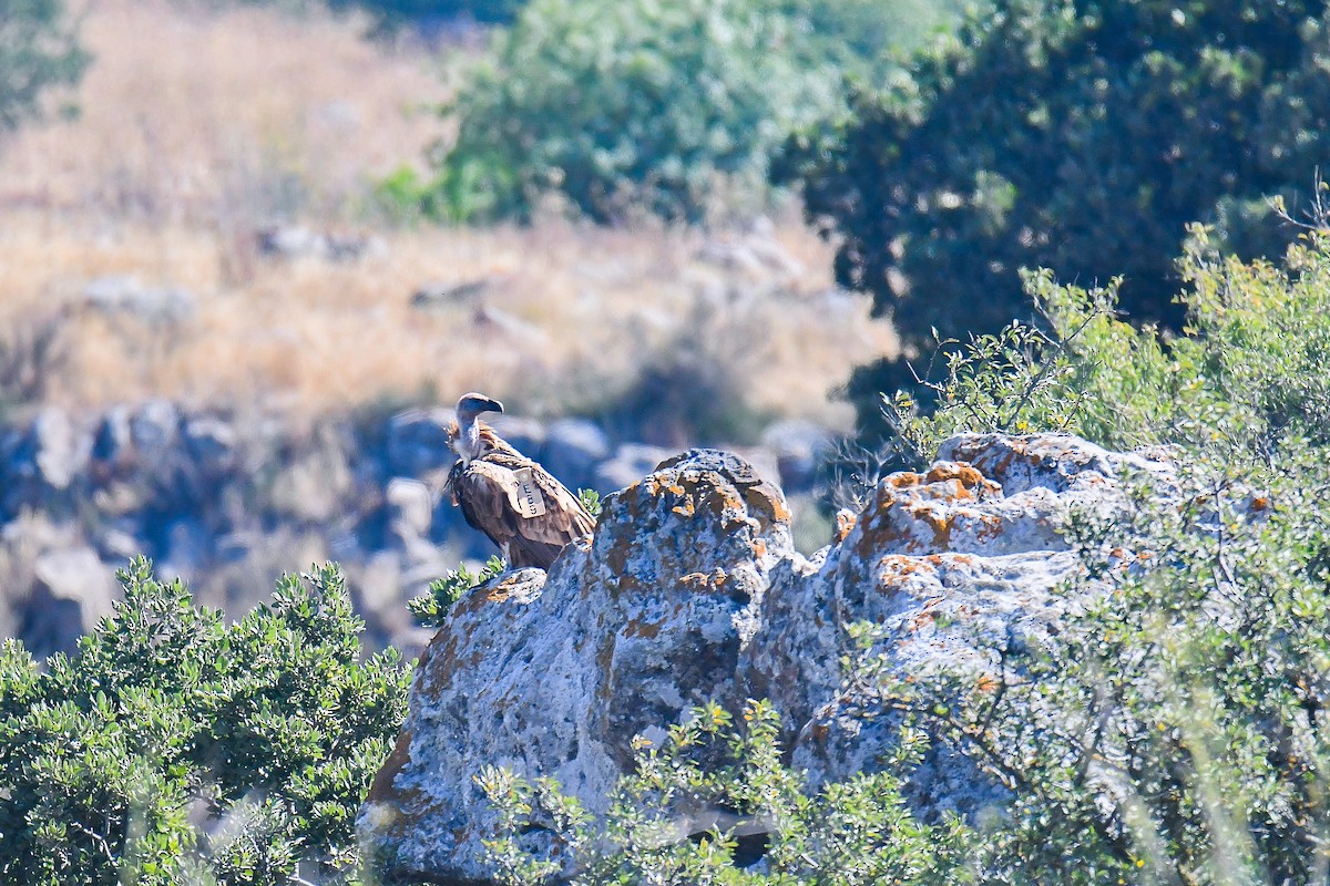 Eurasian Griffon - ML602410541