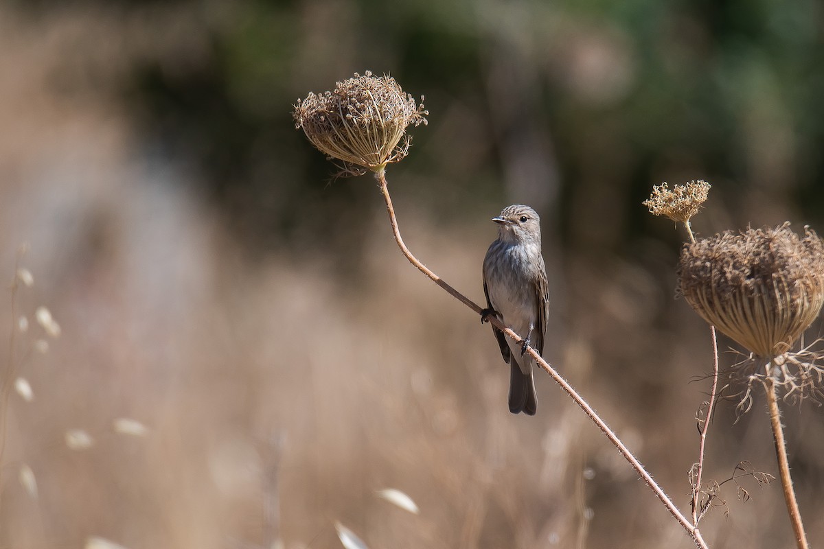 Spotted Flycatcher - ML602410601