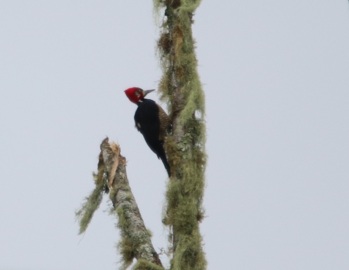 Crimson-crested Woodpecker - ML602412041