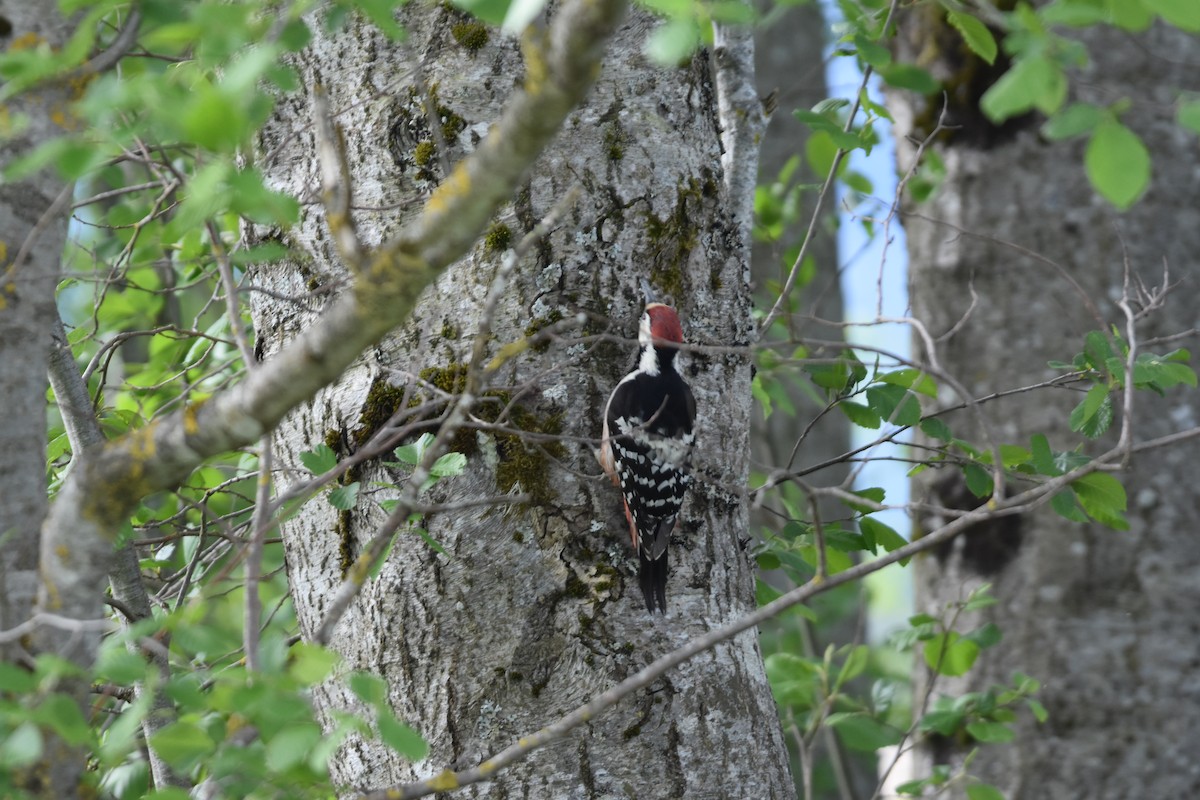 White-backed Woodpecker - ML602412931