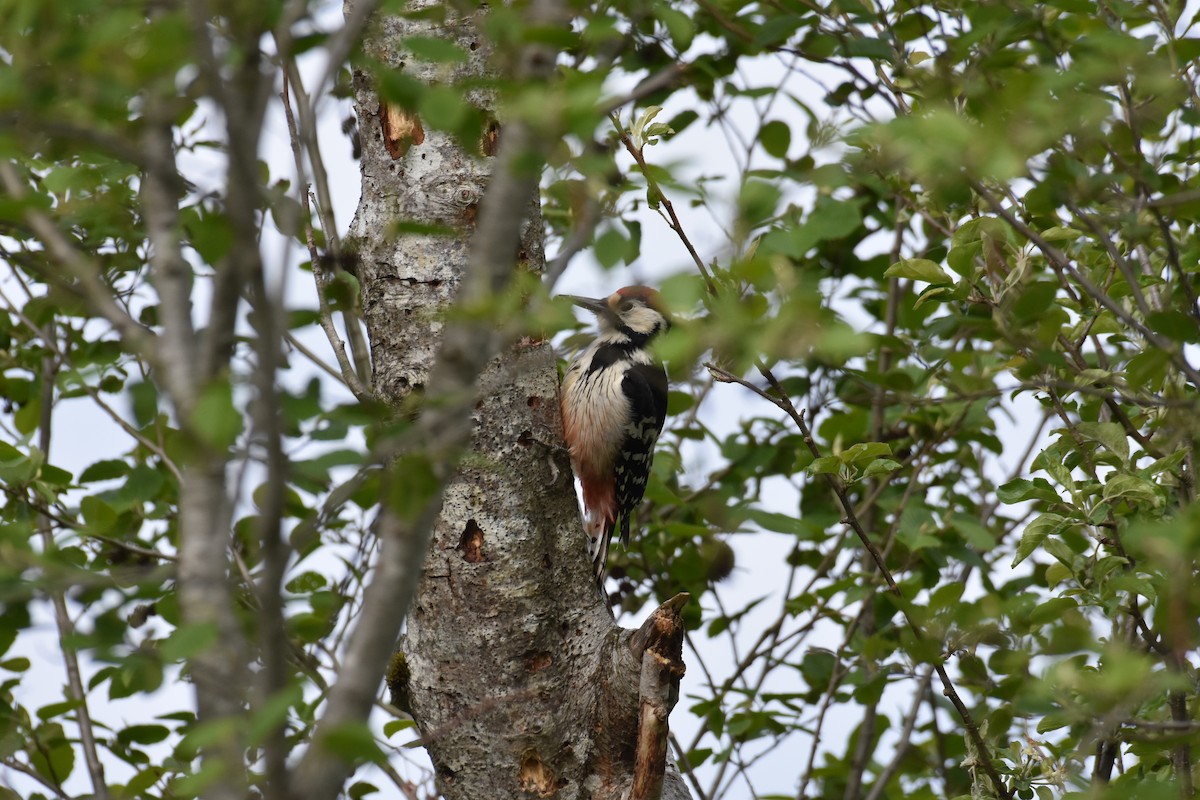 White-backed Woodpecker - ML602412941