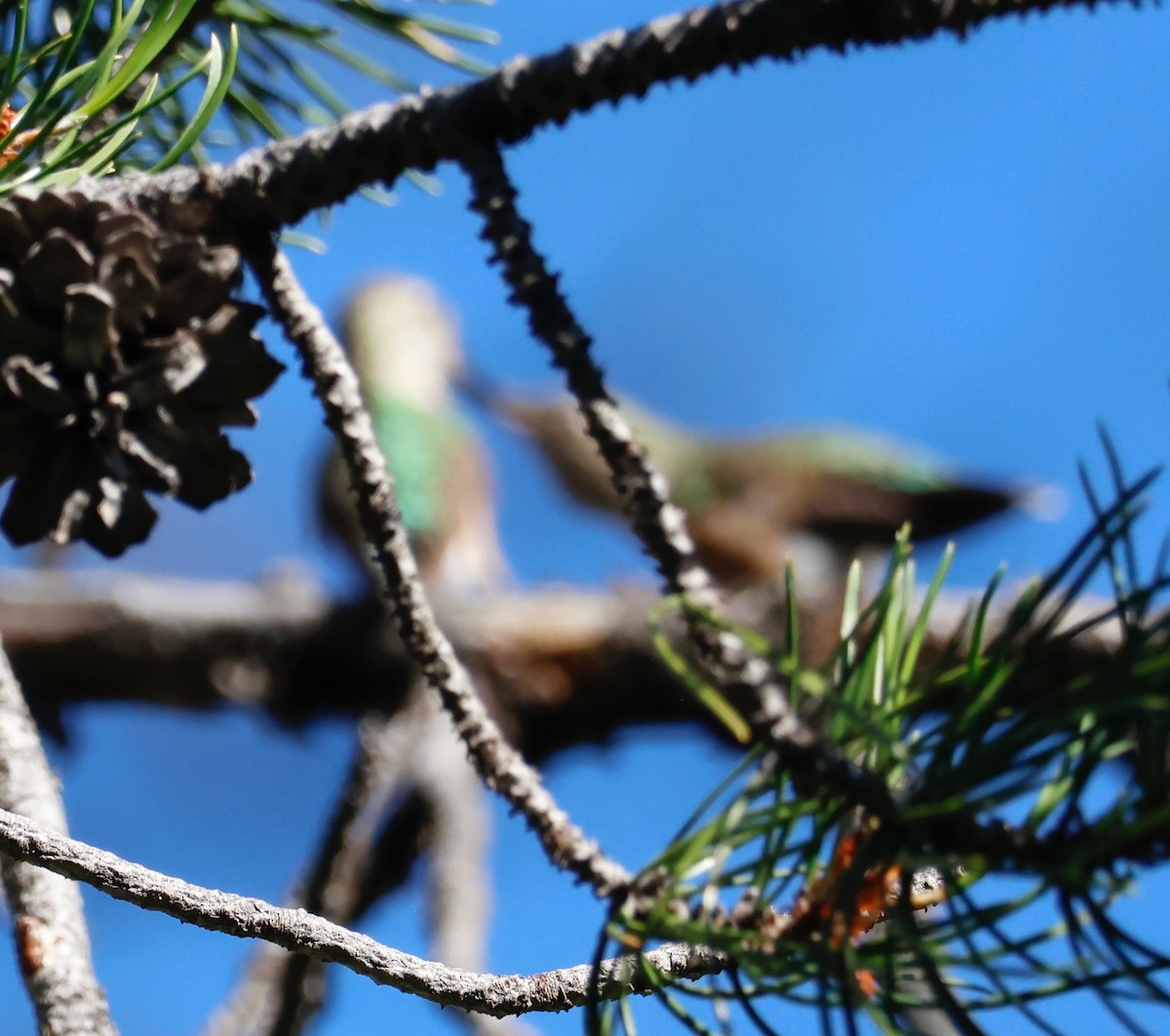 Broad-tailed Hummingbird - ML602413401