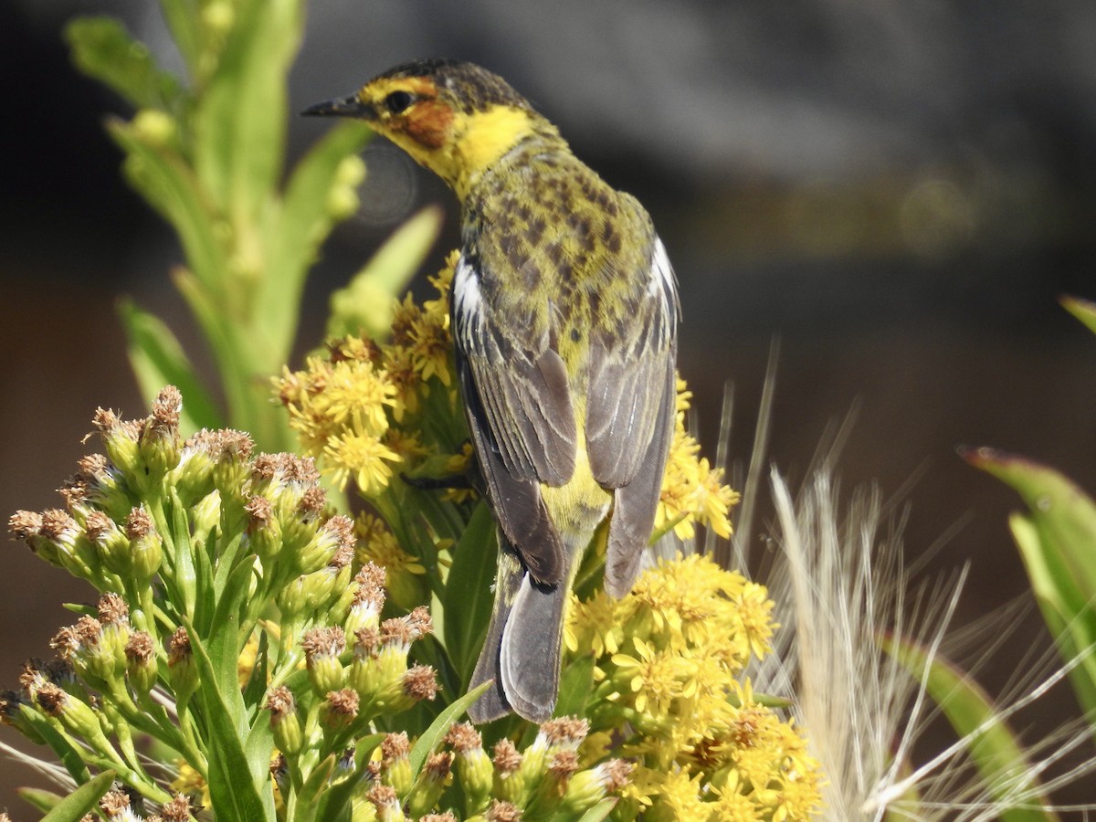 Cape May Warbler - ML602413711