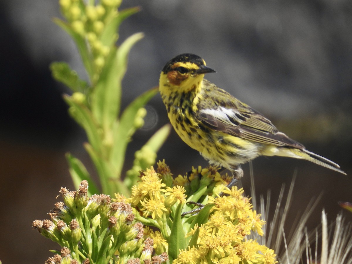 Cape May Warbler - ML602413731