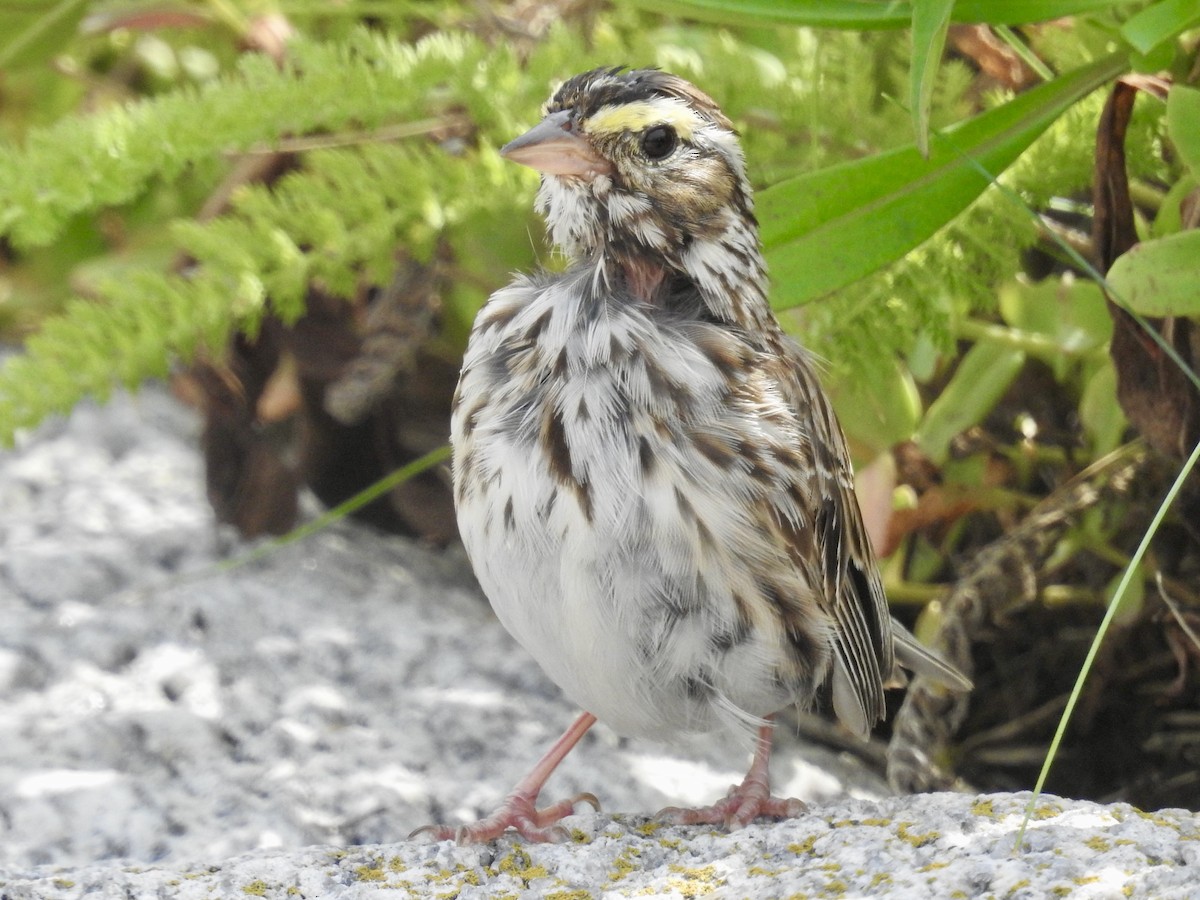 Savannah Sparrow - ML602417181