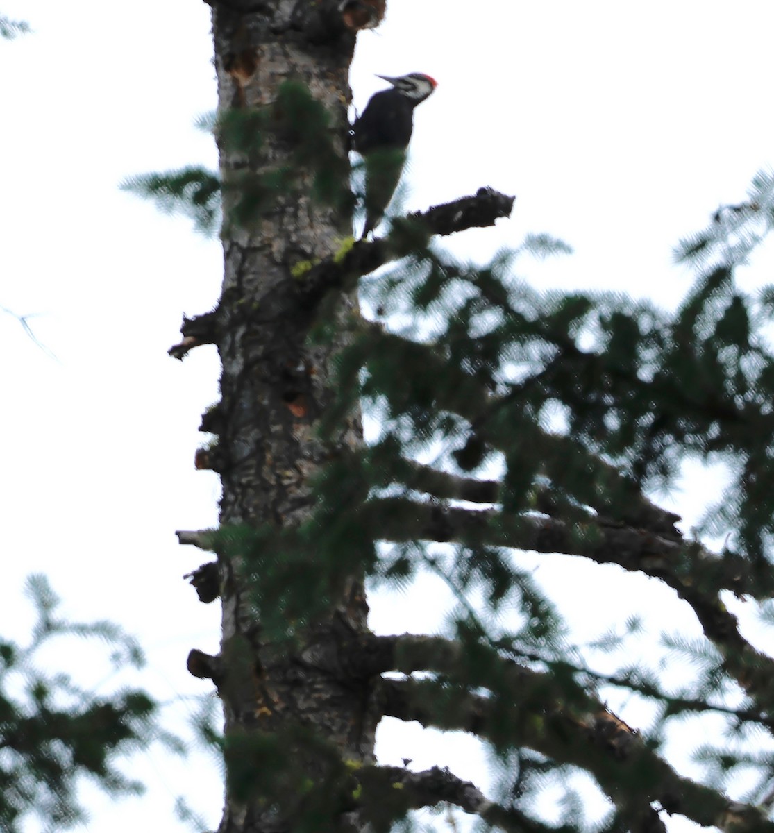 Pileated Woodpecker - ML602417621