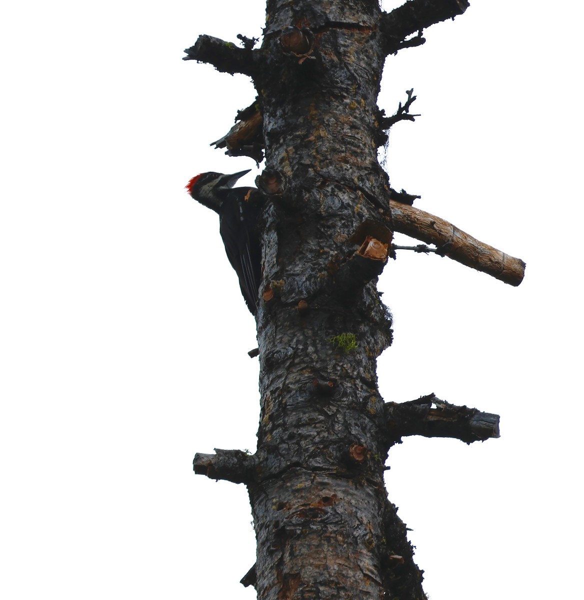Pileated Woodpecker - ML602417671