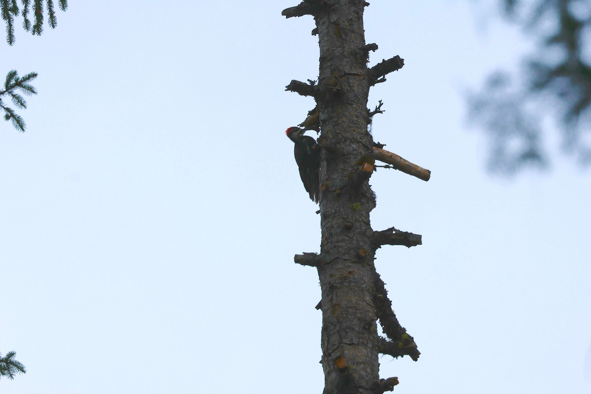 Pileated Woodpecker - ML602417721