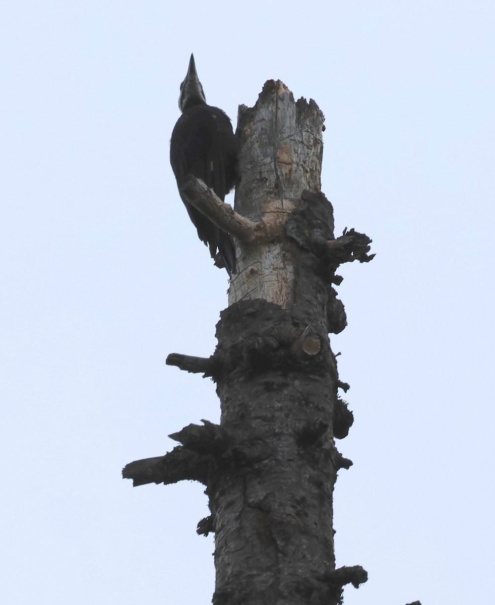 Pileated Woodpecker - ML602417761