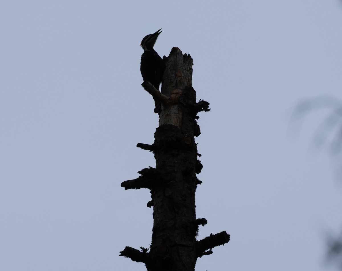 Pileated Woodpecker - ML602418011