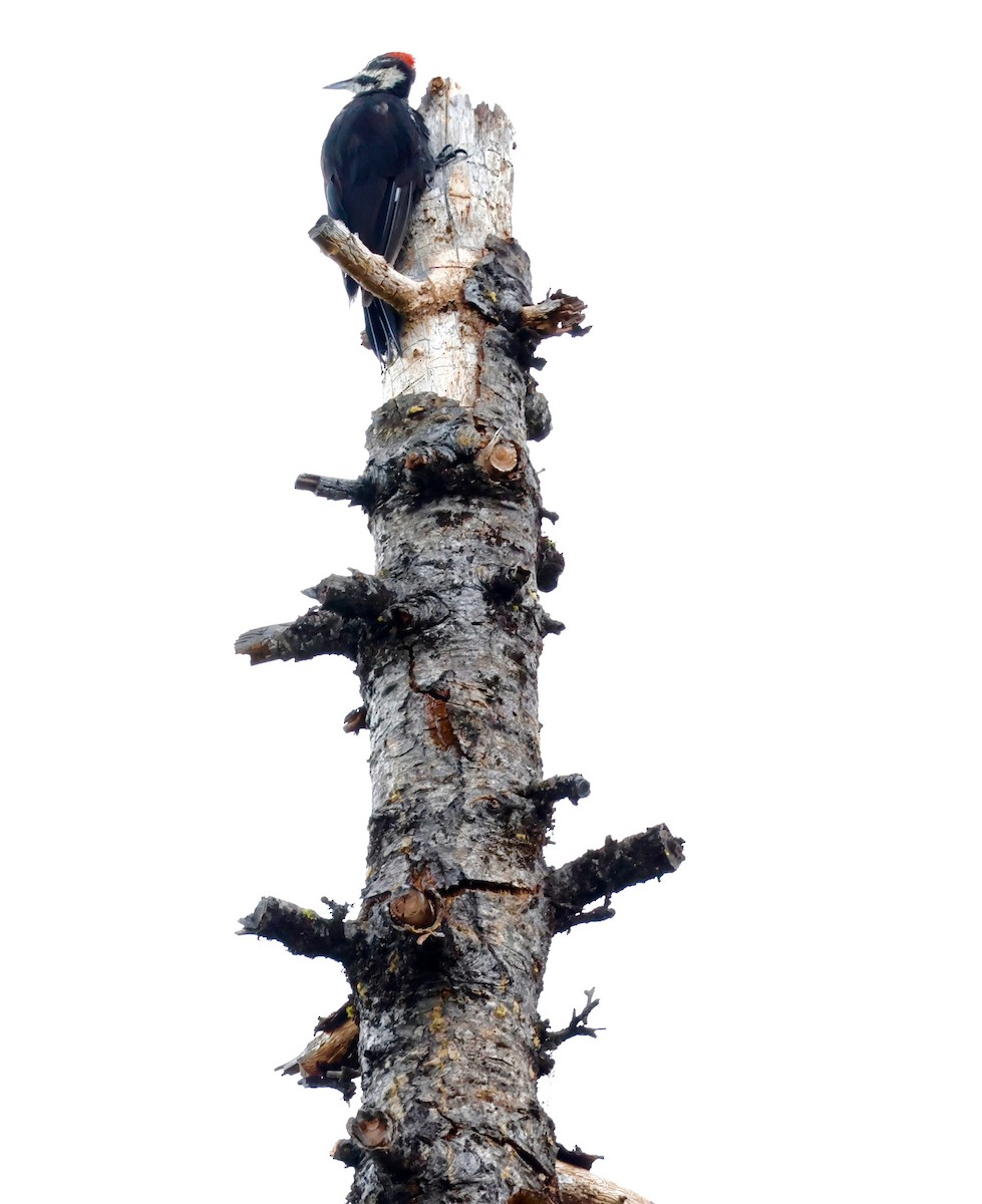 Pileated Woodpecker - ML602418101
