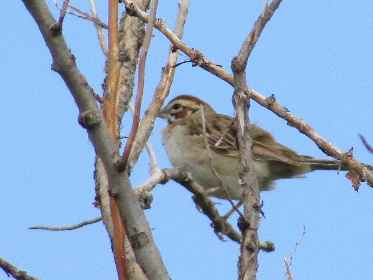 Lark Sparrow - ML602418141