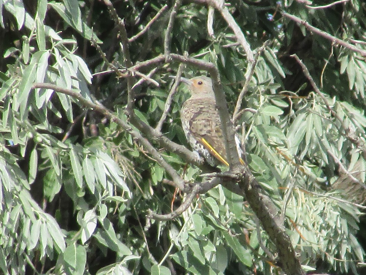 Northern Flicker (Yellow-shafted) - ML602418891
