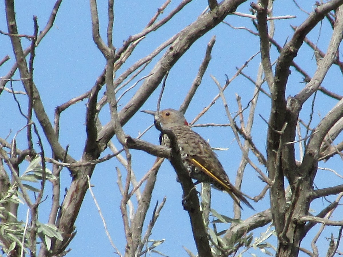 Northern Flicker (Yellow-shafted) - ML602418911