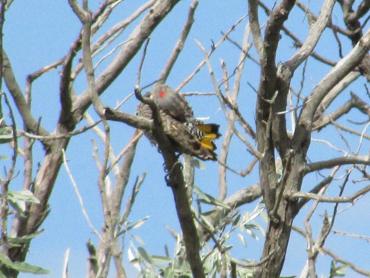 Northern Flicker (Yellow-shafted) - ML602418921