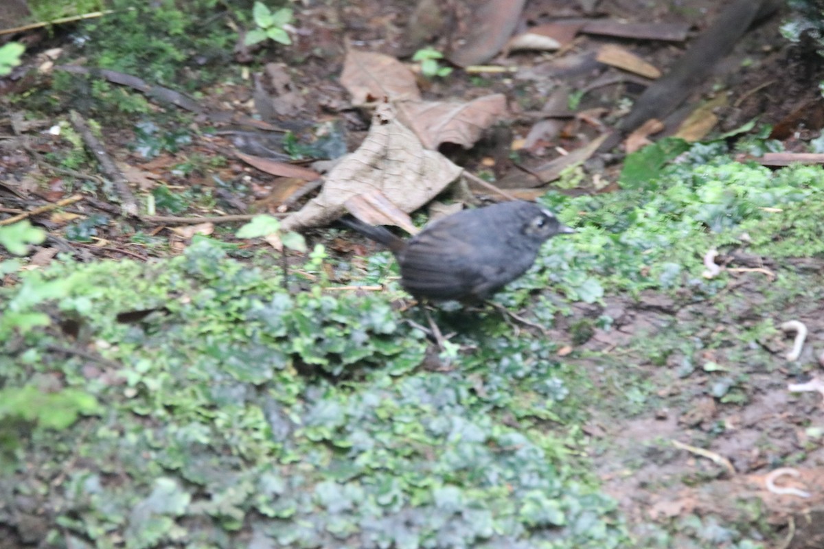 White-crowned Tapaculo - ML602420751