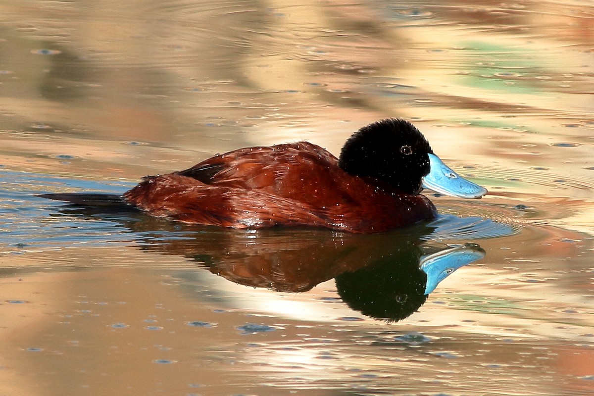 Andean Duck - ML60242321