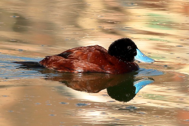 Andean Duck