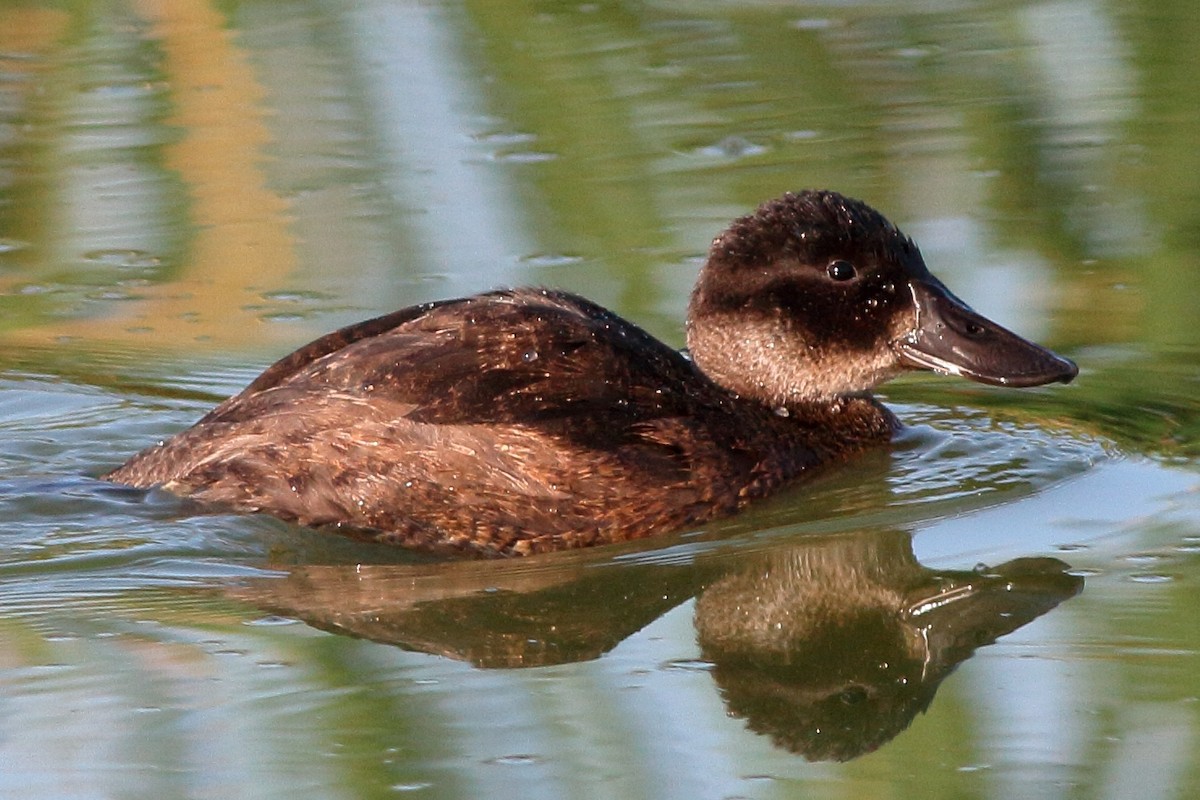 Andean Duck - ML60242331