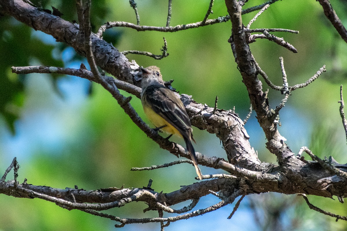 Great Crested Flycatcher - ML602424721