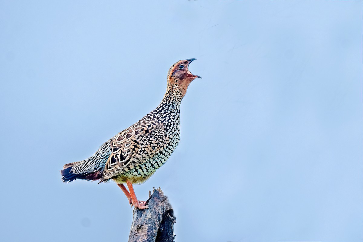 Painted Francolin - ML602425911