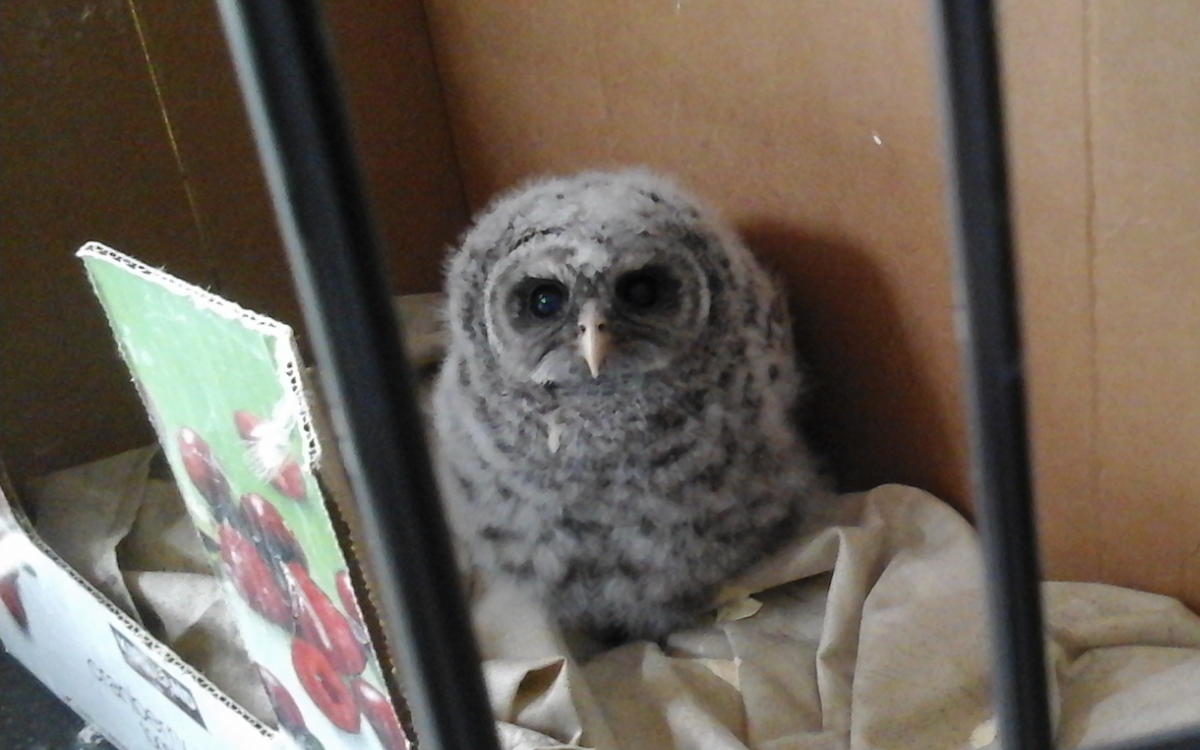 Barred Owl - ML60242731