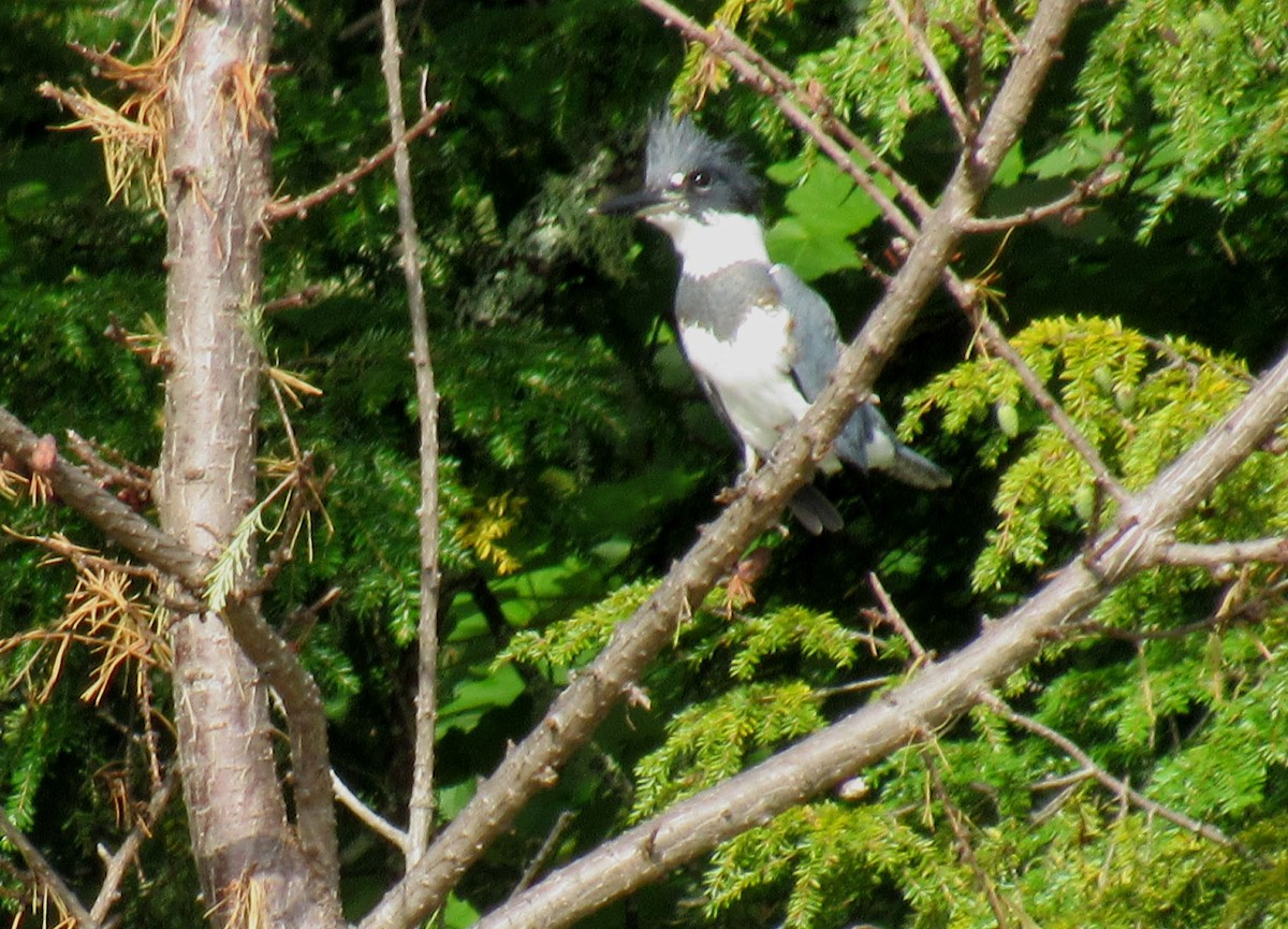 Belted Kingfisher - ML602430781