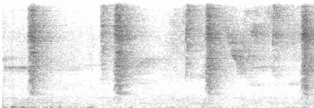 Weißbrust-Spottdrossel (brachyurus) - ML602431481