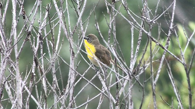 Yellow-breasted Chat - ML602431721