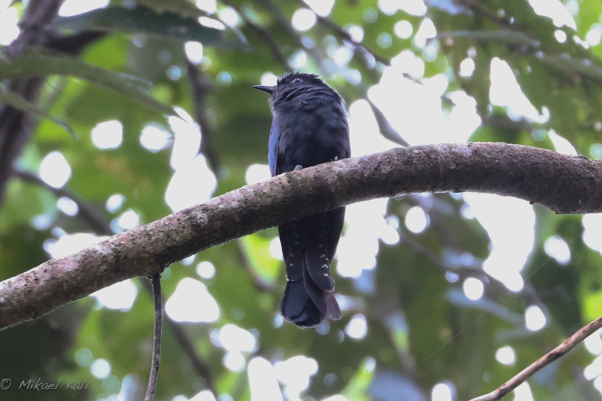 Square-tailed Drongo-Cuckoo - ML602436601