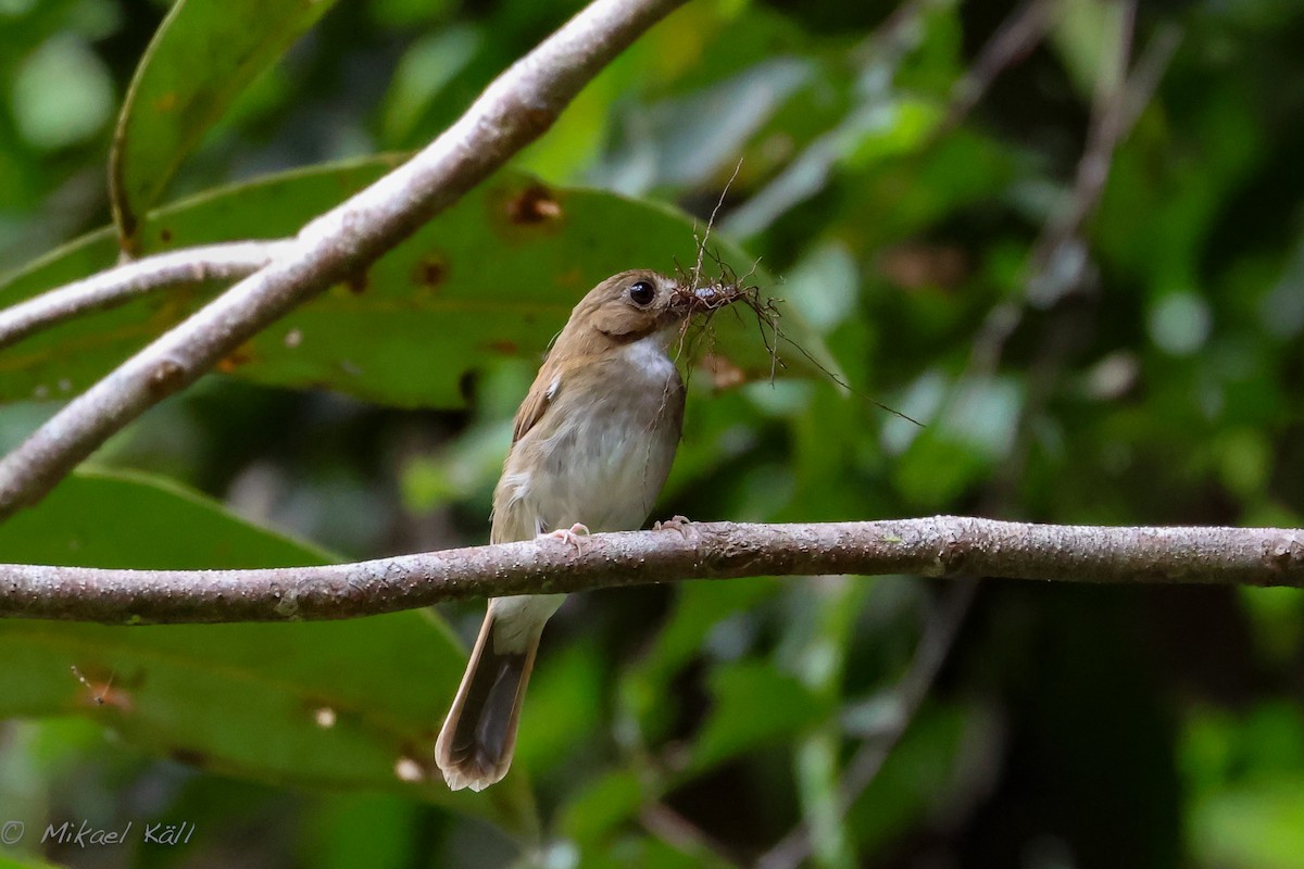 Gray-chested Jungle Flycatcher - ML602437621